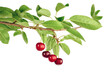 branch with cherries isolated. Fresh cherry with cherry leaf on white background. Gardening concept. Ripe cherries