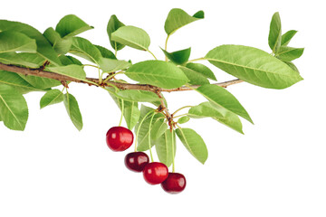 branch with cherries isolated. fresh cherry with cherry leaf on white background. gardening concept.
