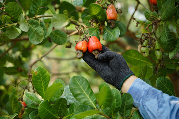 Wall Mural - Closeup gardener's hand is picking cashew apple fruits at garden. Economic crop in Thailand. Summer fruit. Ready to be harvested. Concept : Agriculture lifestyle. 