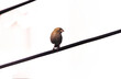 Hermosa ave. Un pajarito posado en una cuerda de paso de electricidad. Sus dimensiones simplemente son una obra de arte.