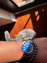 Checking Time Luxury Watch Roly Cat Paw