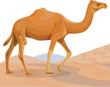 Beautiful Dromedary Camel 