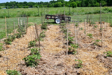 Wall Mural - Tomato Plants in a Vegetable Garden with Straw Bedding