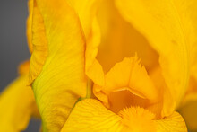 Center And Petals Of Yellow Iris On A Gray Background.