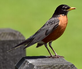 Wall Mural - Robin on a fence