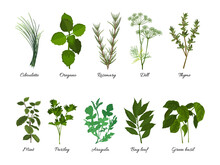 Set Of Herbs