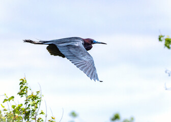 Wall Mural - Little Blue Heron in flight over Clear Creek in Pearland, Texas!