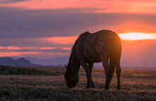 Wild Horse At Sunset In The Utah Desert
