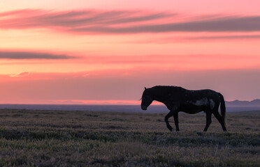 Wall Mural - Wild Horse at Sunset in the Utah Desert