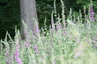Landschaft Wald Blumen Pflanzen Landscape