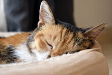 Calico Cat Sleeping In Cat Bed At Home.  Happy Pet Relaxing In A House. 