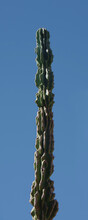 Tall Cereus Peruvianus Monstrose Moon Blooming Cactus And Blue Sky
