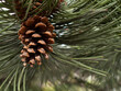 canvas print picture - Kieferzapfen (Pinus)