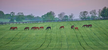 Thoroughbred Horses Grazing In The Bluegrass Region Of Kentucky Early Morning.