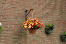 A Hanging Basket With Beautiful Red And Yellow Petunias At A Wall In A Flower Garden