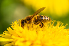Close-up Of A Honey Bee Taking Nectar On A Spring Yellow Dandelion Flower