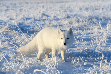 Wall Mural - wild arctic fox (vulpes lagopus) in tundra in winter time. white arctic fox.