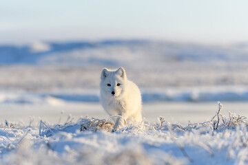 Wall Mural - wild arctic fox (vulpes lagopus) in tundra in winter time. white arctic fox.