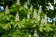 Horse Chestnut Aesculus Hippocastanum, Conker Tree Flowers
