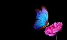 Bright Blue Tropical Morpho Butterfly On A Pink Rose In Water Drops. Copy Space