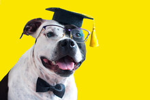 A Cheerful Dog In Clothes. Dog Master Of Science Graduate With Glasses, Business Look