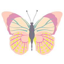 Insect Butterfly Illustration