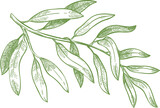 Fototapeta  - Hand drawn olive branch
