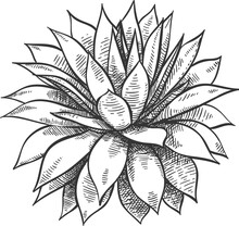 Sketch Cactus Hand Drawn Wild Succulent  Agave