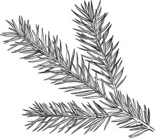 Hand Drawn Spruce Branch
