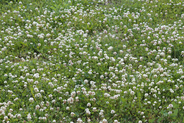 flowers of white clover (trifolium repens) plant in green summer meadow