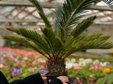 A Woman With A Palm Tree In A Greenhouse