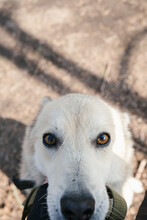 Portrait Of A White Dog With Blue Eyes Looking At The Camera, Ears Pressed To The Head While Walking In The Shelter