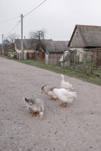 Photo Of Geese In The Village During A Walk In Autumn