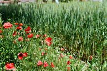 A Neautiful Green Field With Poppy Flowers