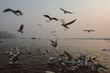 © Oxana Pervomay/Stocksy - Feeding of seagulls.