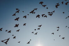 A Flock Of Birds In The Sky