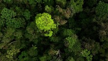Top Down View Of Tropical Tree Canopy Moving Towards The Tree Crowns