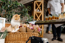 kitten sits in a basket of vines with flower petals