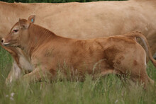 LImosin Beef Cattle Enjoying Summer Grazing On Farm Field With Really Deep Grass On Summer Day