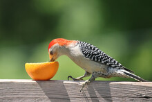 Red Bellied Woodpecker And Orange Slice Closeups On Bright Summer Day