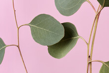 Macro Crop Of Eucalyptus Leaves