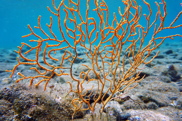 Wall Mural - Yellow Mediterranean gorgonian coral - Eunicella cavolini                 