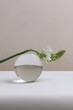 © Sophia Hsin/Stocksy - Still life of flower on a glass orb