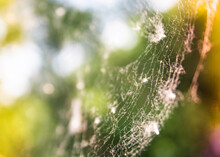 Spiderweb Over Green