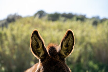 Close Up Of Donkey Ears In Field