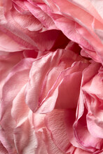 Close Up Of Pink Rose Petals