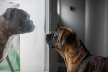 Boxer Breed Dogs In An Apartment