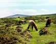Wild Dartmoor ponies horses grazing on Dartmoor National Park upland in Devon southwest England UK