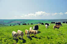 Cattle Cows Graze Grazing Summer Pasture In Exmoor National Park Near Brendon, Devon, England, UK.