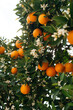 © Yakov Knyazev/Stocksy - orange tree in blossom, flowers and fruits